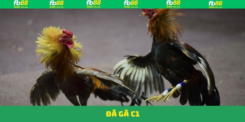 Đá Gà C1 - Trận Đấu Đỉnh Cao Trao Ngay Thưởng Lớn Tại FB88