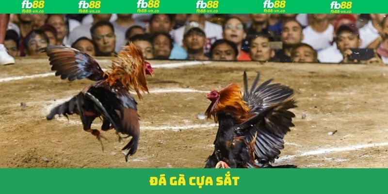 Đá Gà Cựa Sắt - Tham Gia Sảnh Cá Cược Sôi Động Tại FB88
