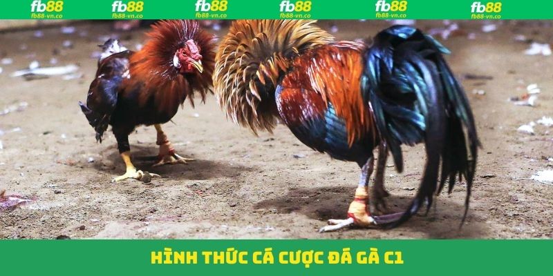 Đá Gà C1 - Trận Đấu Đỉnh Cao Trao Ngay Thưởng Lớn Tại FB88 4 Điểm danh các hình thức chọi gà nổi tiếng