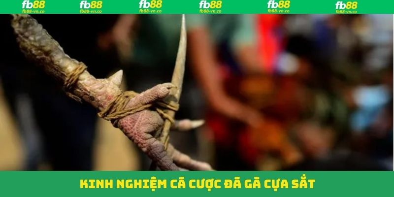 Nắm được về chiến kê cũng là vấn đề quan trọng 