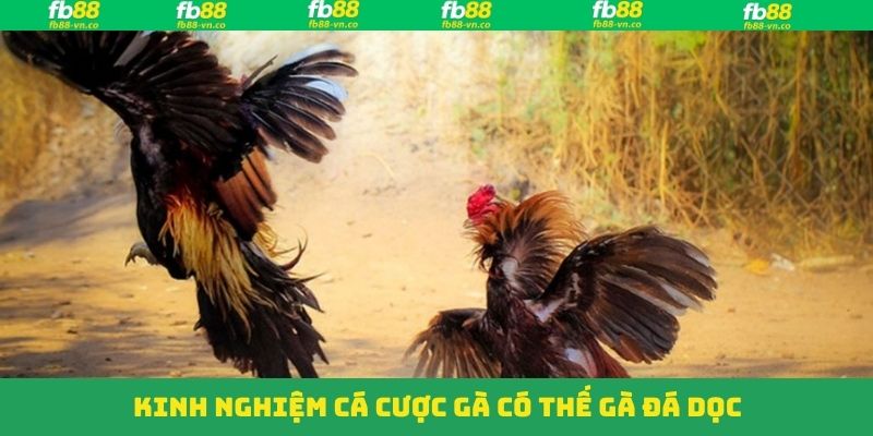 Thế Gà Đá Dọc - Cách Thức Thi Đấu Đỉnh Cao Của Chiến Kê FB88 4 Các bí quyết tham gia để nhanh chóng săn thưởng khủng