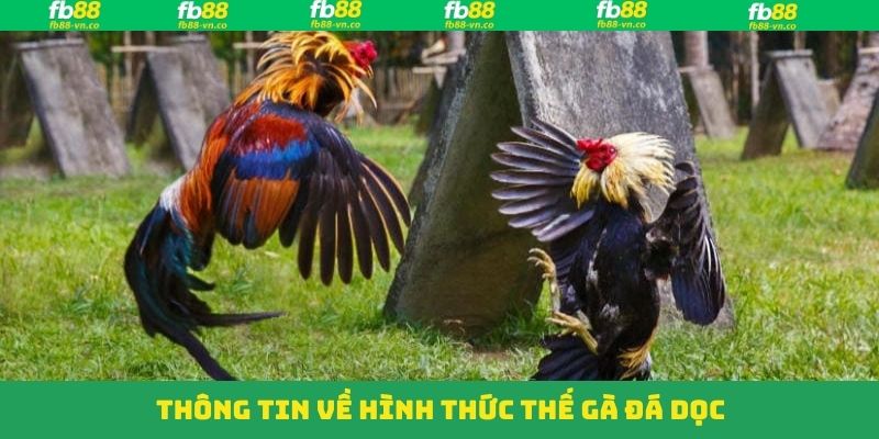 Thế Gà Đá Dọc - Cách Thức Thi Đấu Đỉnh Cao Của Chiến Kê FB88 2 Khám phá sơ lược về thế gà đá nổi tiếng hàng đầu