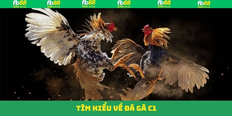 Đá Gà C1 - Trận Đấu Đỉnh Cao Trao Ngay Thưởng Lớn Tại FB88 2 Sơ lược về chọi gà C1 hấp dẫn tại FB88