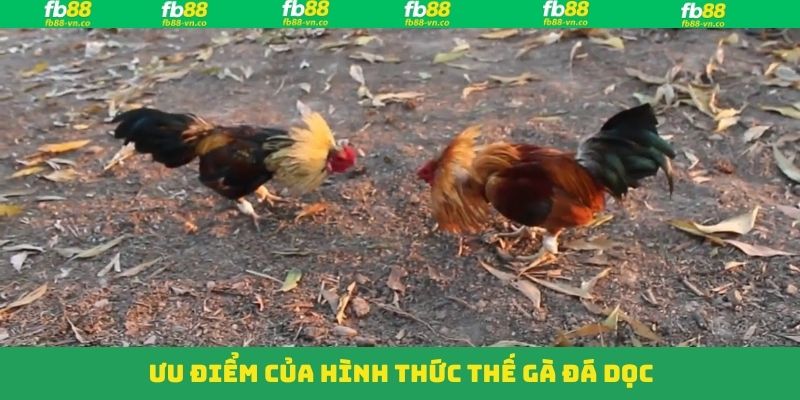 Thế Gà Đá Dọc - Cách Thức Thi Đấu Đỉnh Cao Của Chiến Kê FB88 3 Một số ưu điểm độc đáo mà thế gà đá dọc đem đến